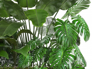 collection exotic plants 3Dモデル