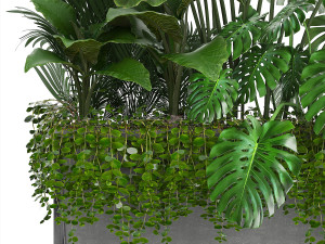 collection exotic plants 3Dモデル