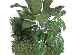 collection exotic plants 3Dモデル
