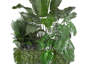 collection exotic plants 3Dモデル