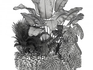 collection exotic plants 3Dモデル