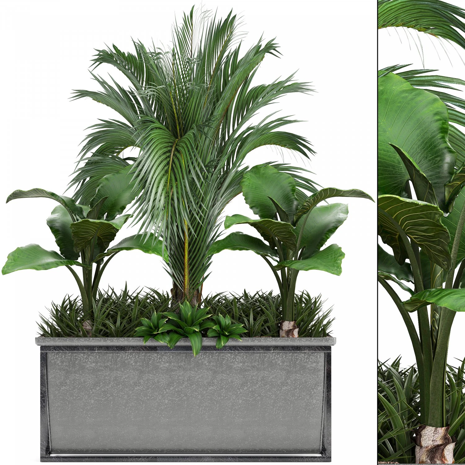 collection exotic plants 3D Model .c4d .max .obj .3ds .fbx .stl .blend 