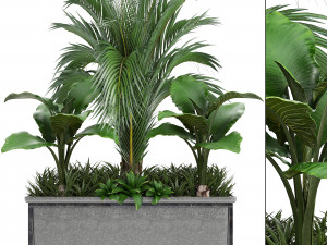 collection exotic plants 3D 모델
