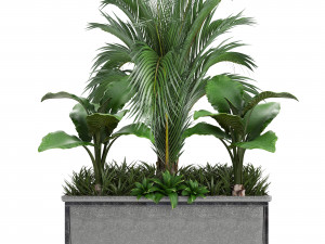 collection exotic plants 3Dモデル