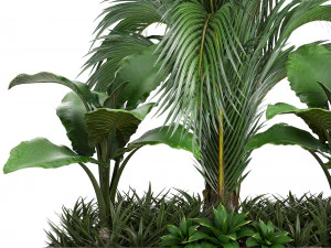 collection exotic plants 3D Model