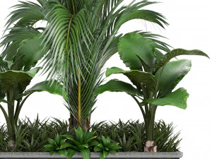 collection exotic plants 3D Model
