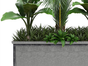 collection exotic plants 3Dモデル