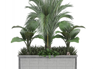 collection exotic plants 3Dモデル