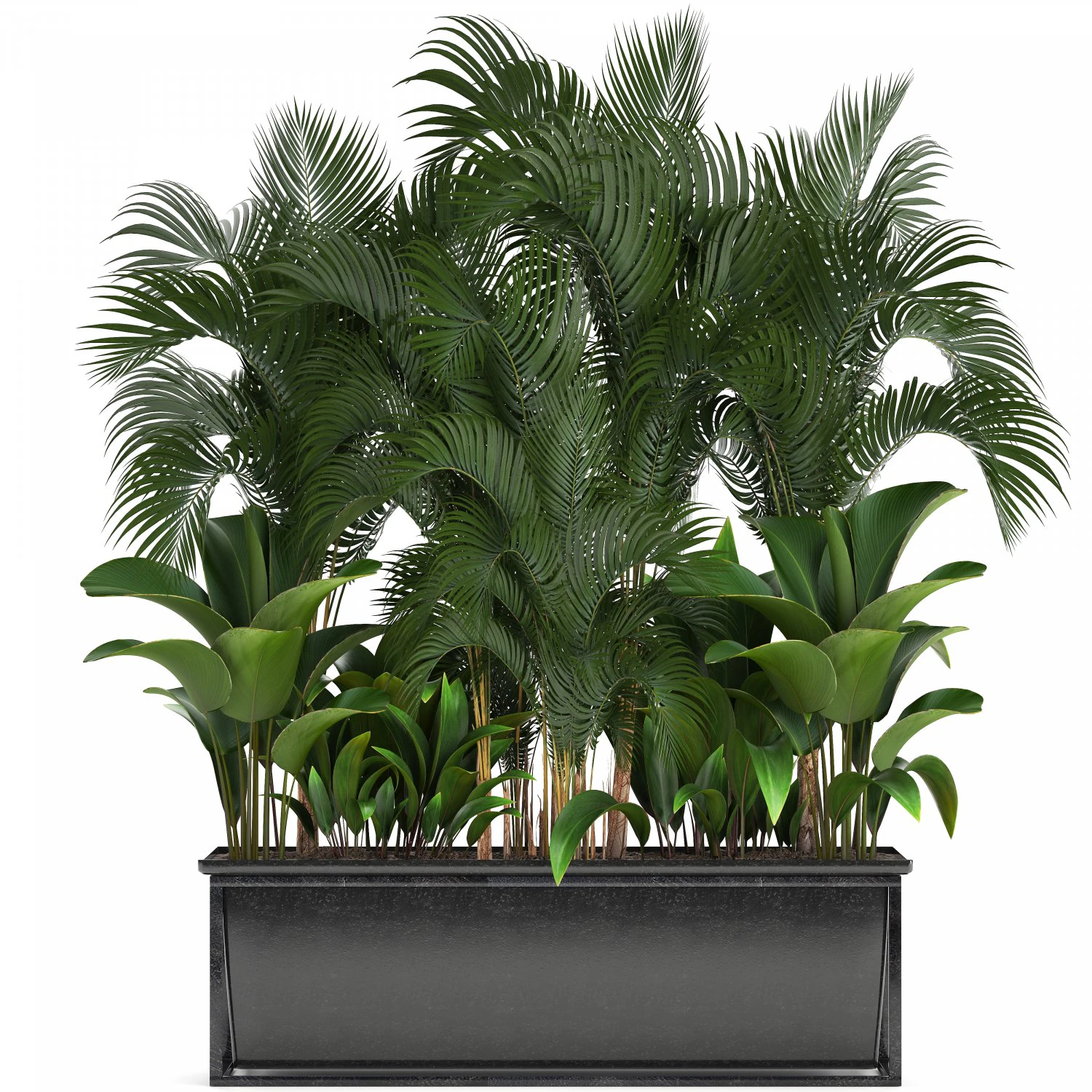 collection exotic plants 3D Model .c4d .max .obj .3ds .fbx .stl .blend