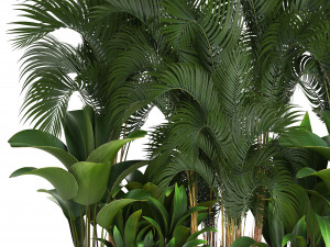 collection exotic plants 3D 模型