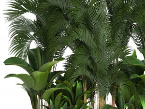 collection exotic plants 3D Model