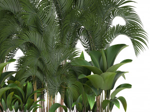 collection exotic plants 3D 模型