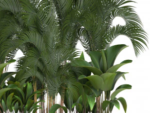 collection exotic plants 3D Model
