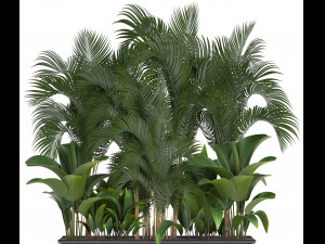collection exotic plants 3D 模型