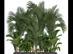 collection exotic plants 3D Model