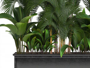 collection exotic plants 3D Model