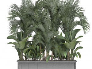 collection exotic plants 3D 模型