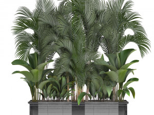 collection exotic plants 3D 模型
