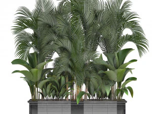 collection exotic plants 3D Model