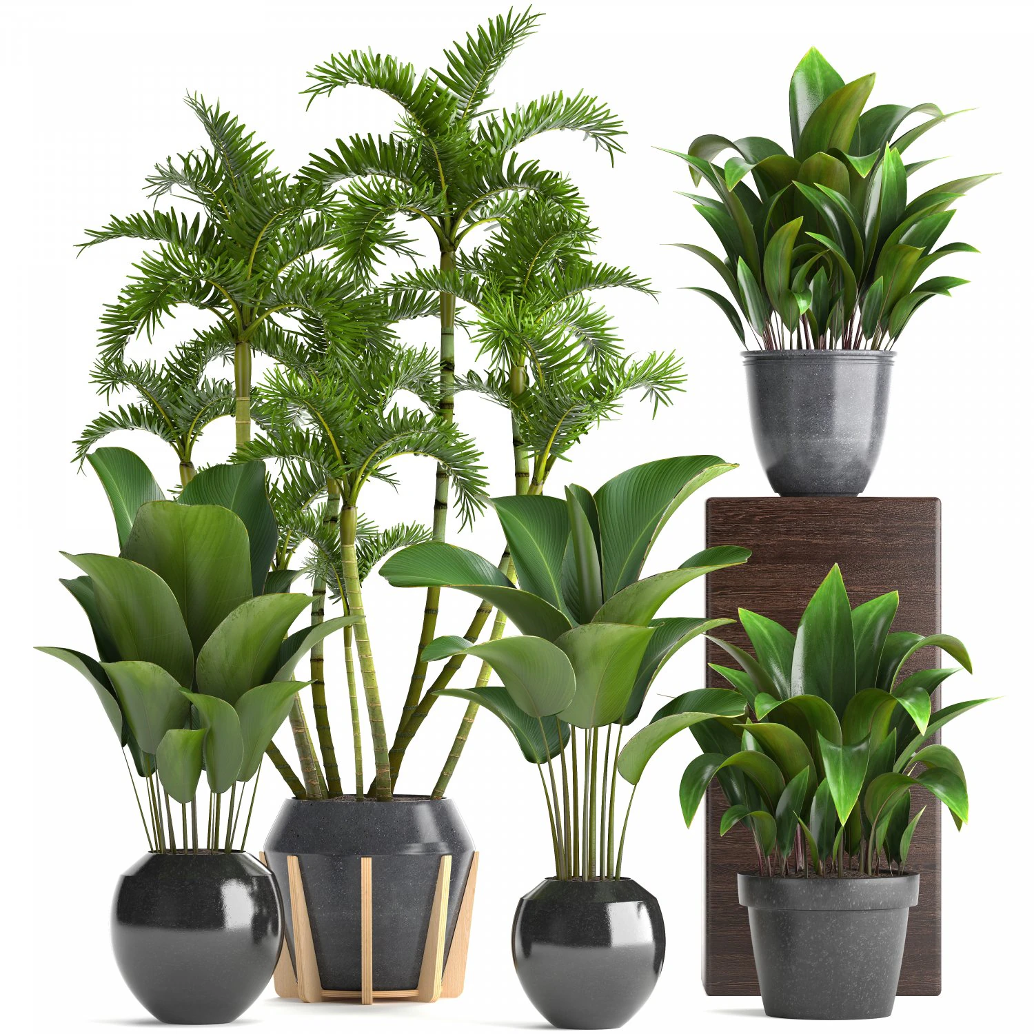 collection exotic plants 3D Model .c4d .max .obj .3ds .fbx .stl .blend 