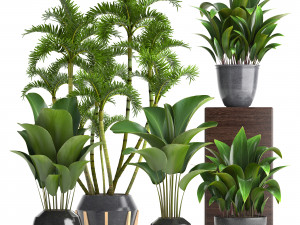collection exotic plants 3D Model