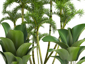 collection exotic plants 3D Model