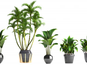 collection exotic plants 3D Model