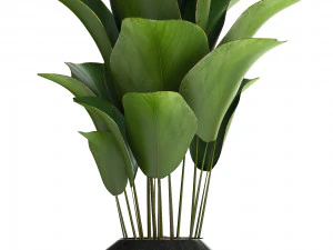 collection exotic plants 3D Model