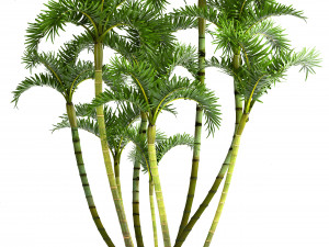 collection exotic plants Modello 3D