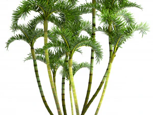 collection exotic plants 3D Model