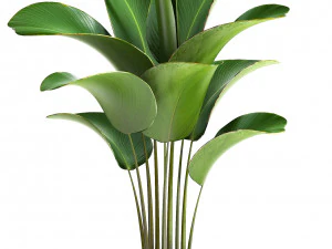 collection exotic plants 3D Model