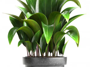 collection exotic plants 3D Model