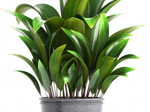 collection exotic plants 3D Model