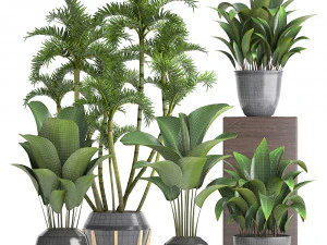 collection exotic plants 3D Model
