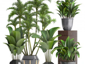 collection exotic plants 3D Model