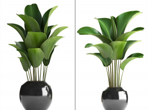 collection exotic plants Modello 3D