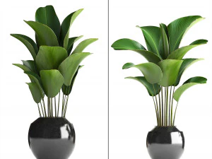 collection exotic plants 3D Model