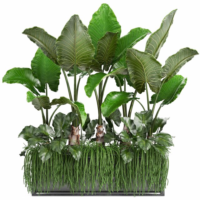 collection exotic plants 3D Модель .c4d .max .obj .3ds .fbx .stl .blend 