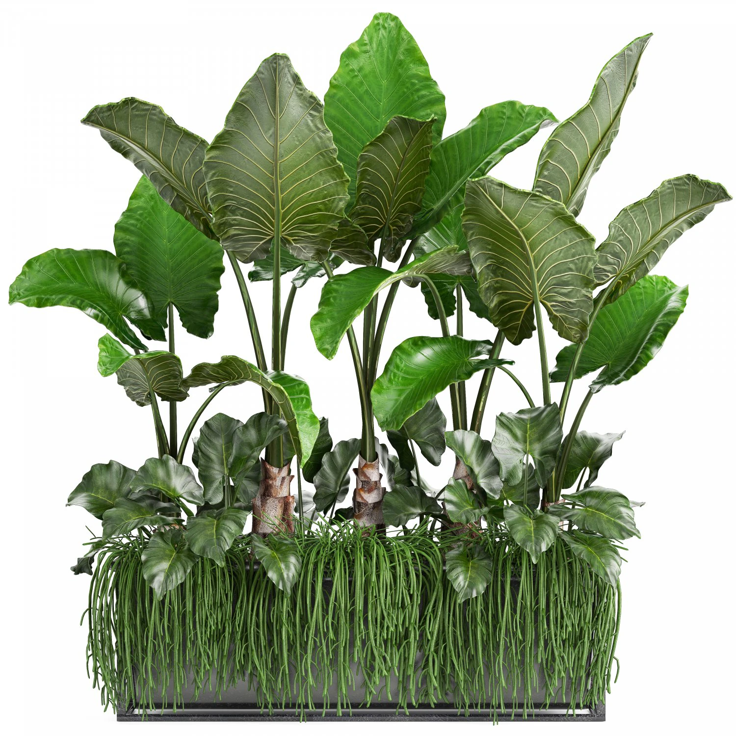 collection exotic plants 3D Model .c4d .max .obj .3ds .fbx .stl .blend 