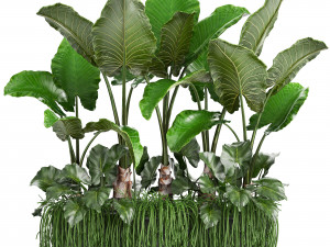 collection exotic plants Model 3D