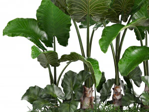collection exotic plants 3D Model