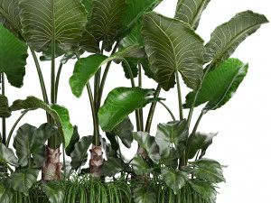 collection exotic plants 3D Model