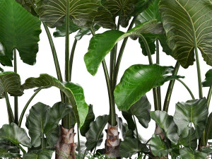 collection exotic plants 3D Model