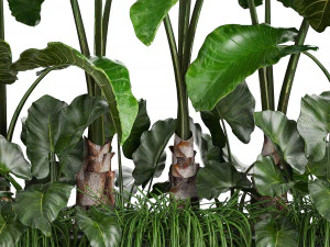 collection exotic plants 3D Model
