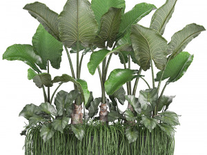 collection exotic plants 3D Модель