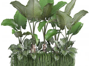 collection exotic plants 3D Model