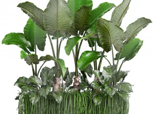collection exotic plants 3D Model