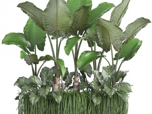 collection exotic plants 3D Model