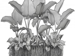 collection exotic plants 3D Модель