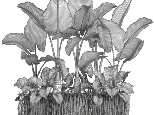 collection exotic plants 3D Model